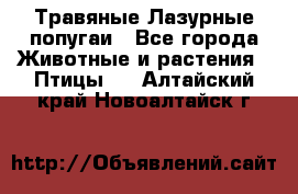 Травяные Лазурные попугаи - Все города Животные и растения » Птицы   . Алтайский край,Новоалтайск г.